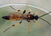 Ichneumon sp.